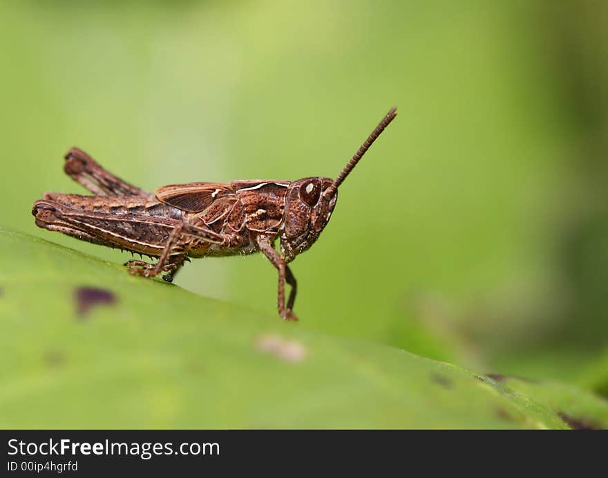 Brown grasshopper