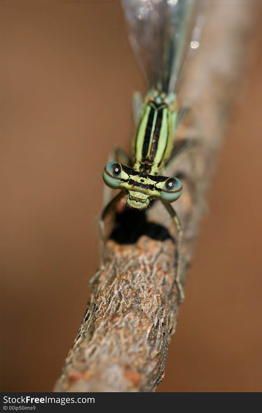 Macro of demoiselle by a pond