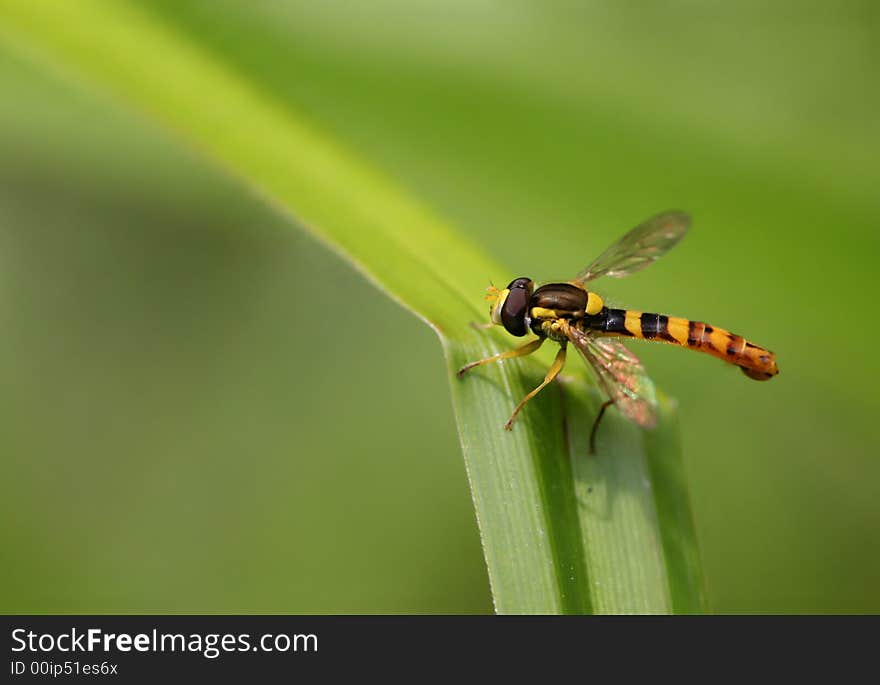 Macro of small fancy wasp on green leaf