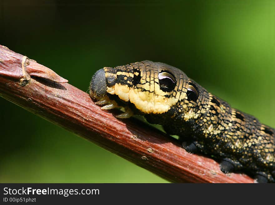 Detail of caterpillar