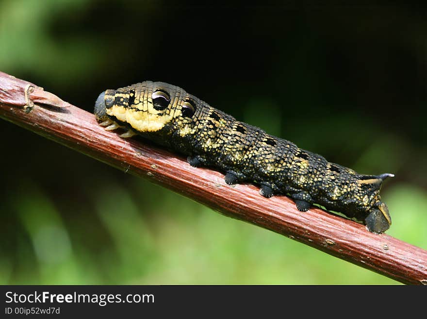 Fancy caterpillar