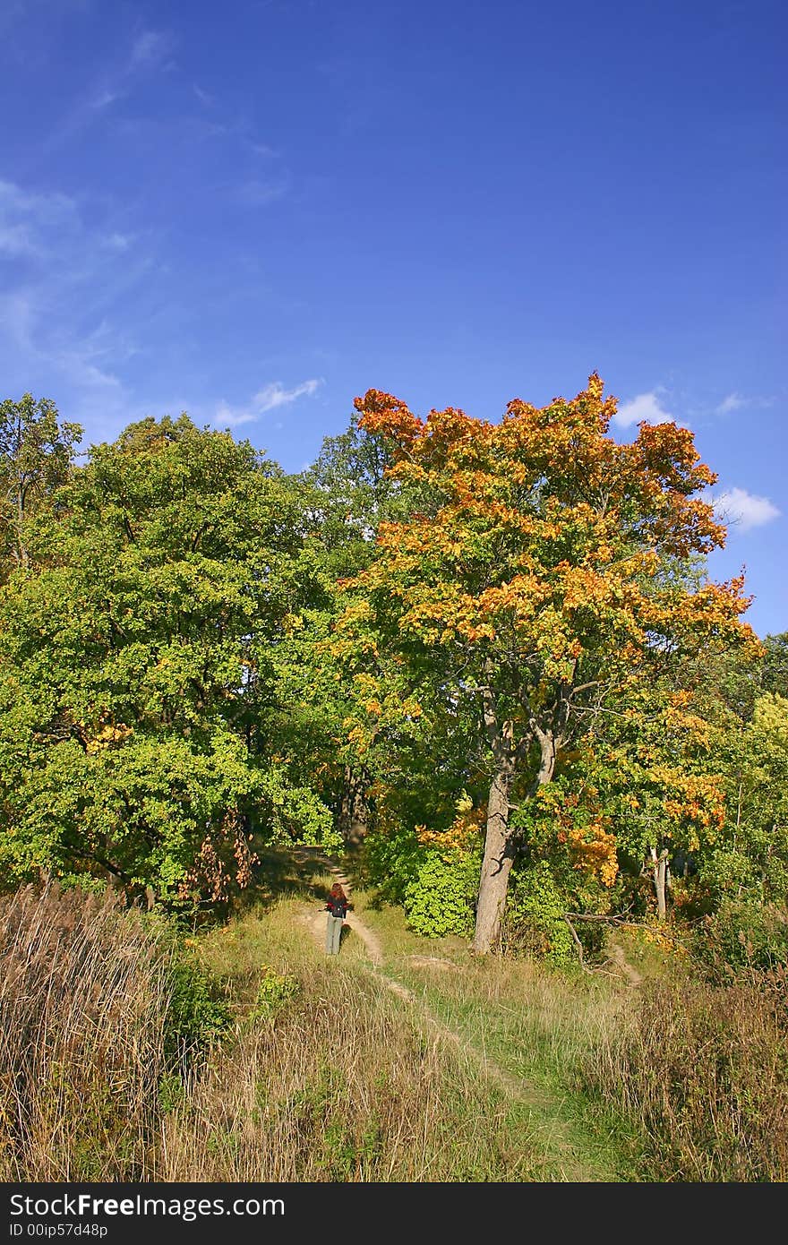 Yellow and green autumnal maples and blue sky with clouds. Yellow and green autumnal maples and blue sky with clouds