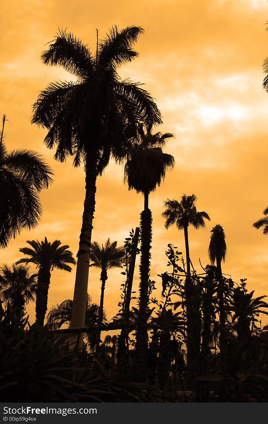 Silhouette of many palm trees against a cloudy sky with beautiful colors. Silhouette of many palm trees against a cloudy sky with beautiful colors...