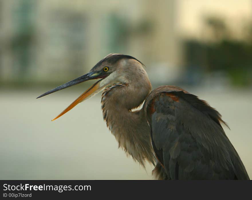 Grey heron, grey egret waiting for a good time to catch a fish. Grey heron, grey egret waiting for a good time to catch a fish