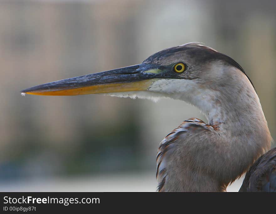 Heron, grey egret, grey heron