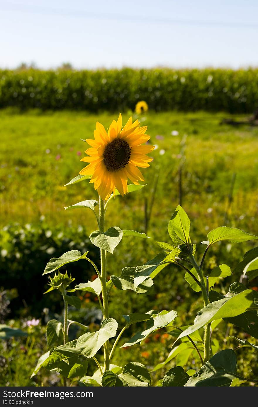 An image of sunflowers on background of sky. An image of sunflowers on background of sky