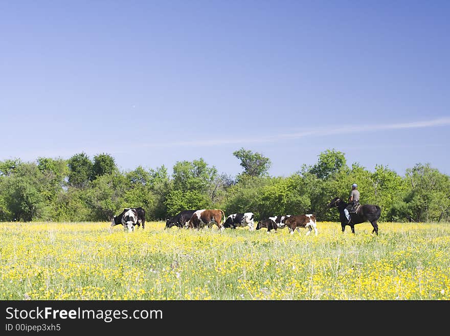 Cowboy on horse with herd of cows on the flowers field