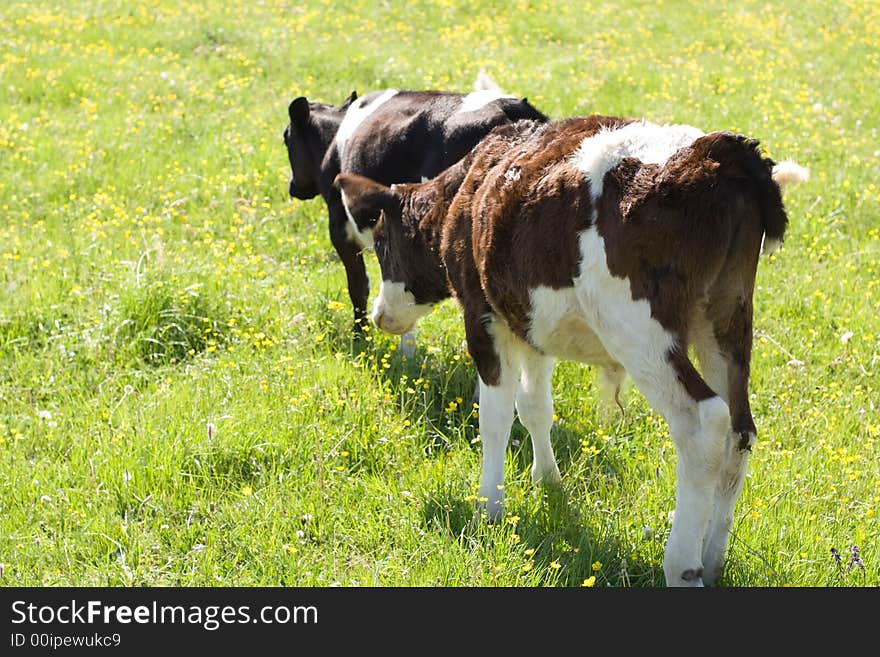 Calfs walking away by green field