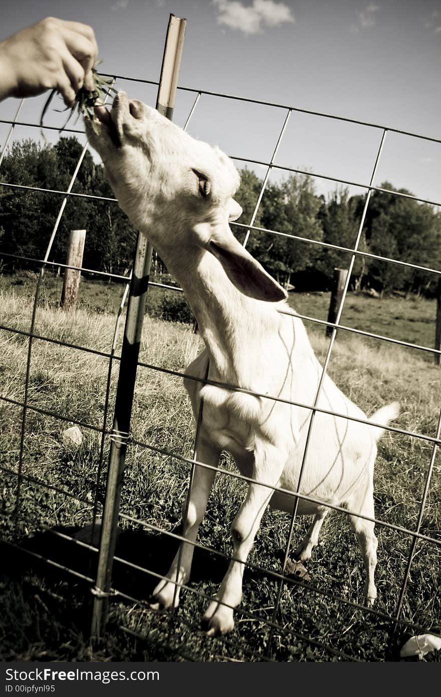 Feeding Through the Fence