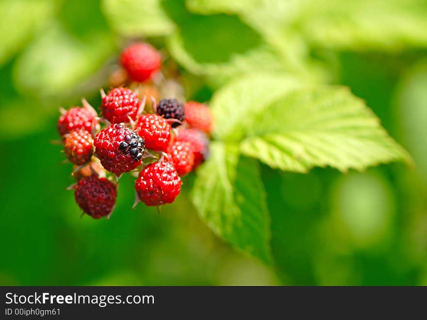 Fruits of  blackberry