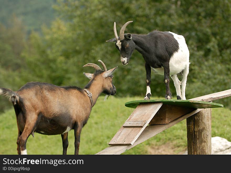 Two nanny-goat on the planked footway in the Alps