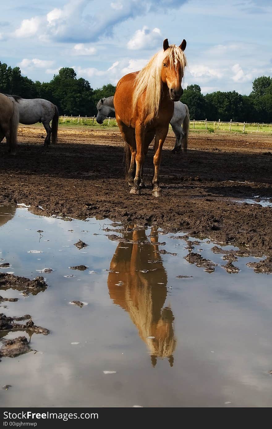 The horse and reflection. After a rain