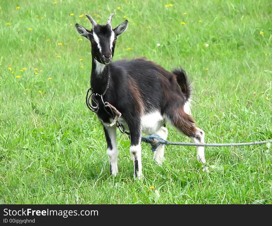 Black goat on green grassland pasturing