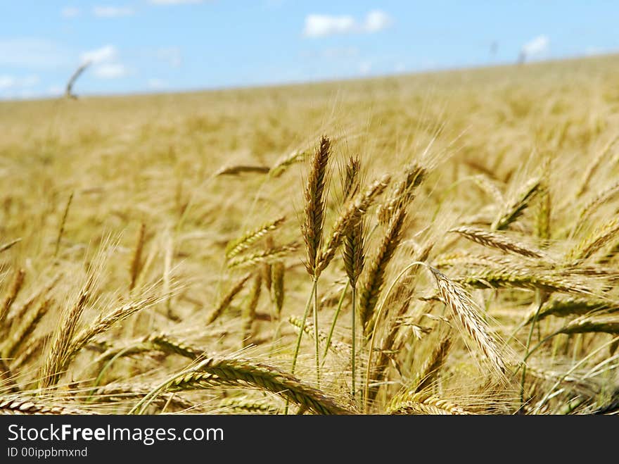 The rye field under beautiful sky