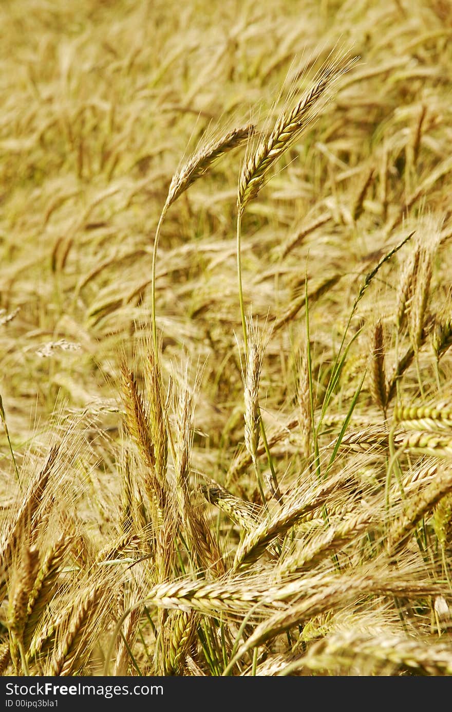 The rye field close up