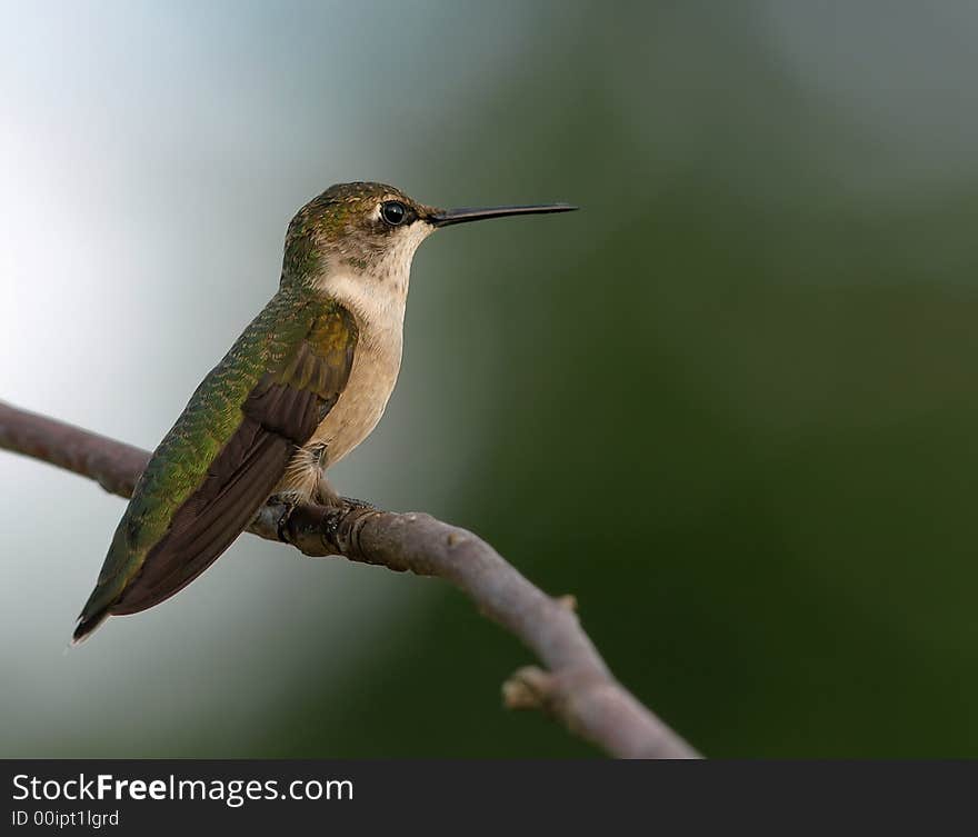 Ruby-Throated Hummingbird sitting on a branch