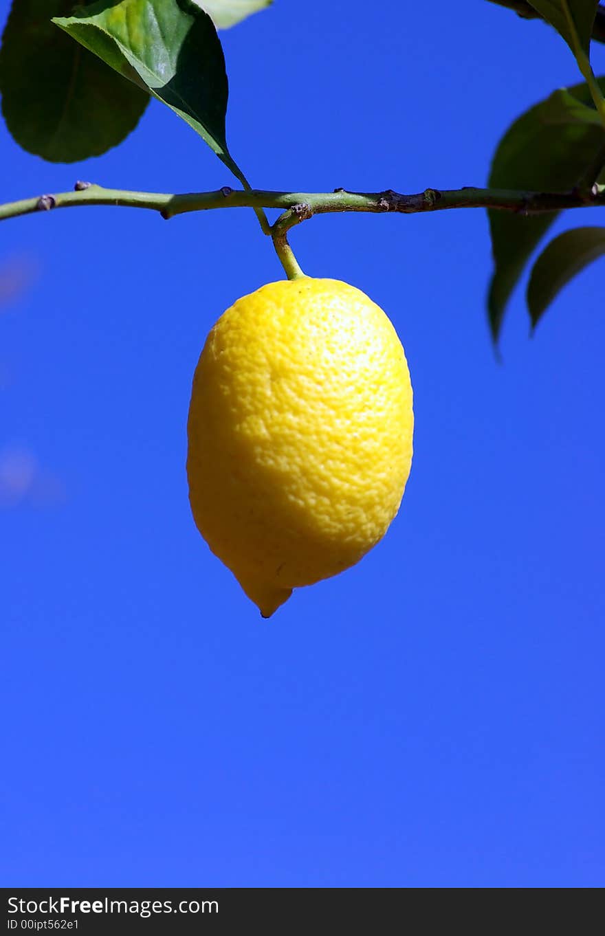 Lemon tree