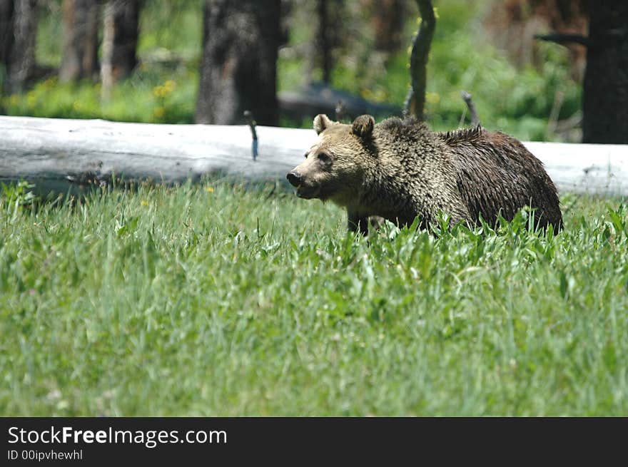 A grizzly bear from Yellowstone National Park in western Wyoming. A grizzly bear from Yellowstone National Park in western Wyoming.