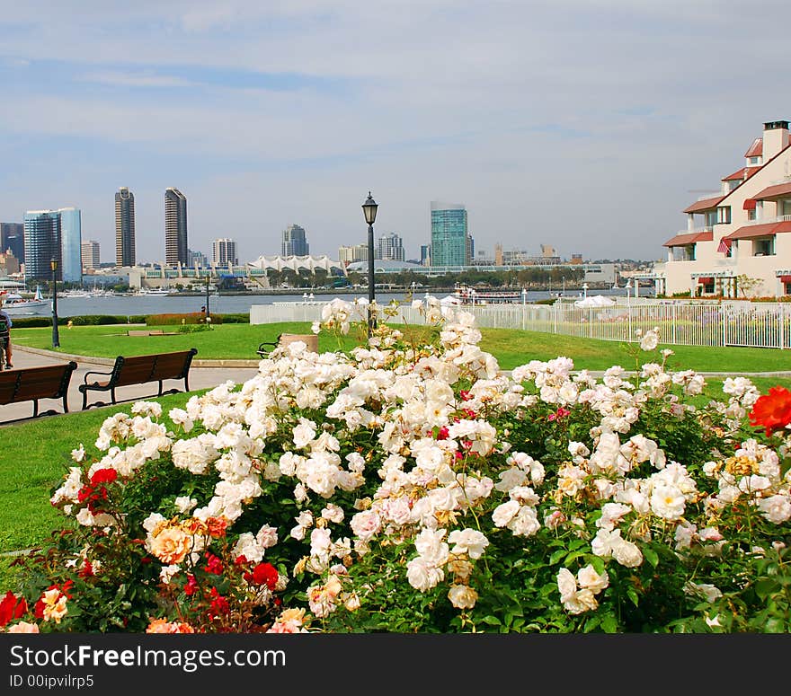 Roses at coronado