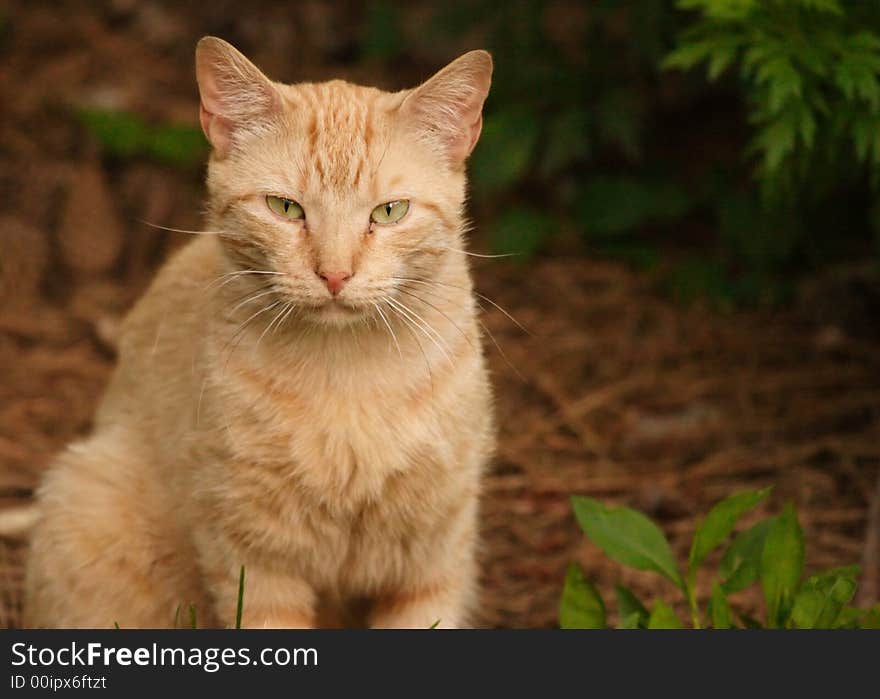 Cat on Natural Background