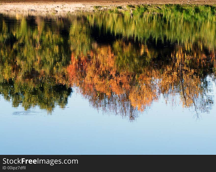 Reflection of an autumn wood in the river