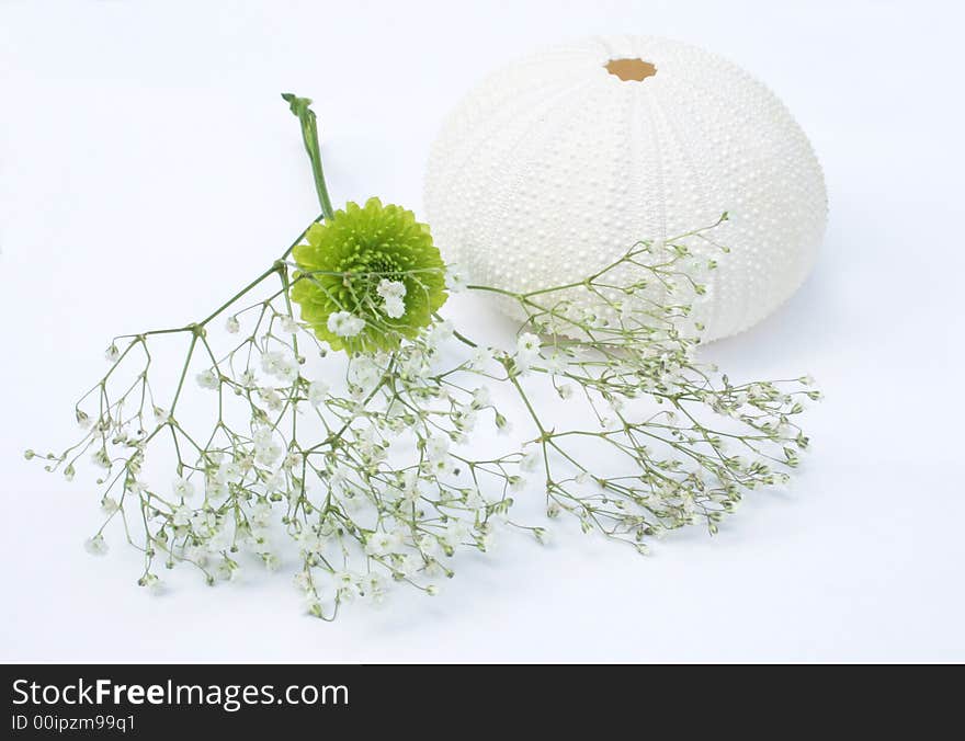 Sea egg and flowers isolated