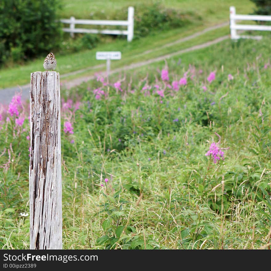 Rural scenic