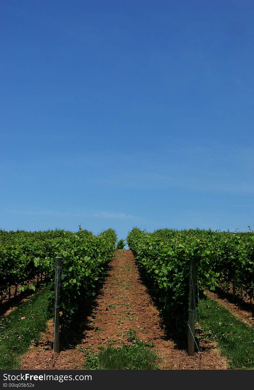 Grapes growing in a vineyard on a sunny day. Grapes growing in a vineyard on a sunny day.