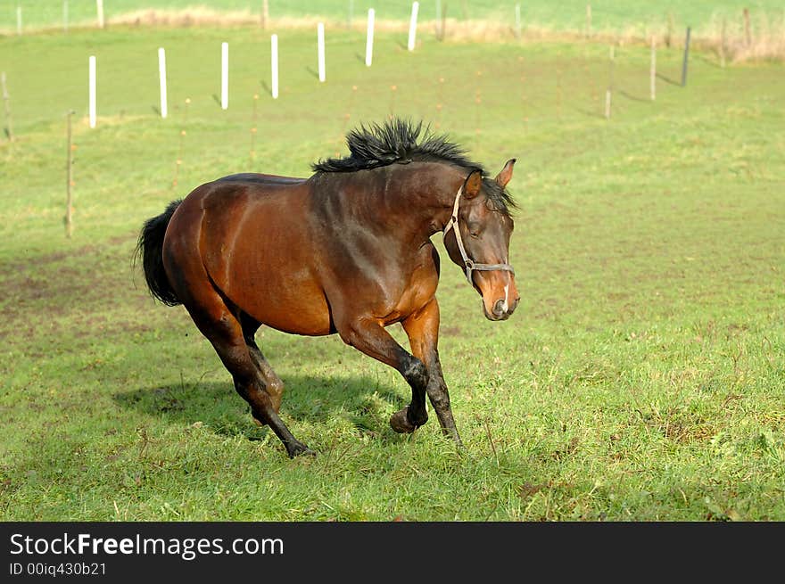 Horse is running on green grass. Horse is running on green grass.