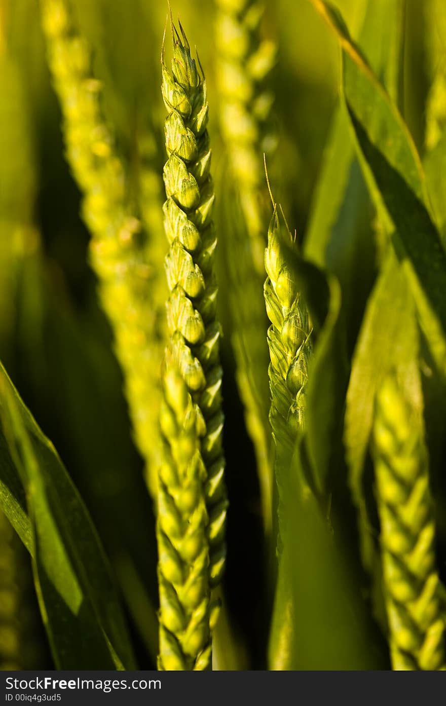 Green wheat bathed in golden sun light. Green wheat bathed in golden sun light