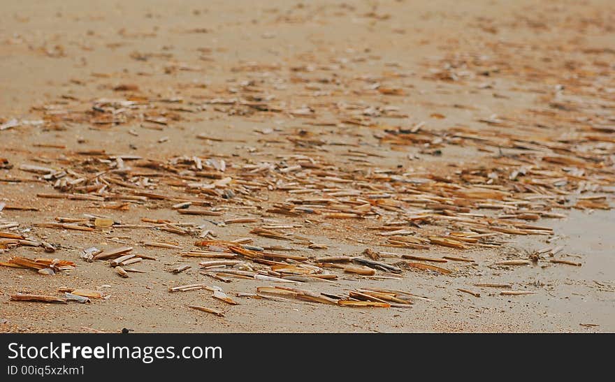 Shells on the beach 5