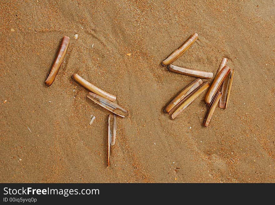 Shells on the beach 3