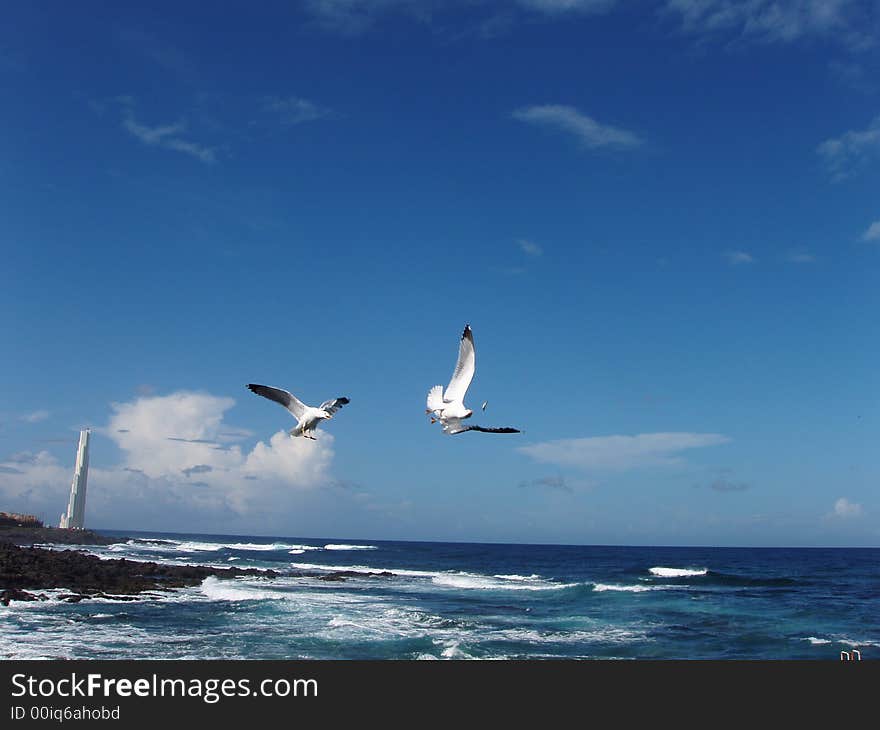 Gulls being fed sardines mid-air, Punta de Hidalgo, Tenerife, Spain. Gulls being fed sardines mid-air, Punta de Hidalgo, Tenerife, Spain