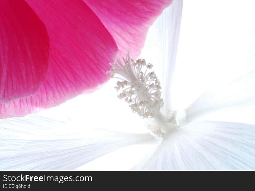 Close up of white flower