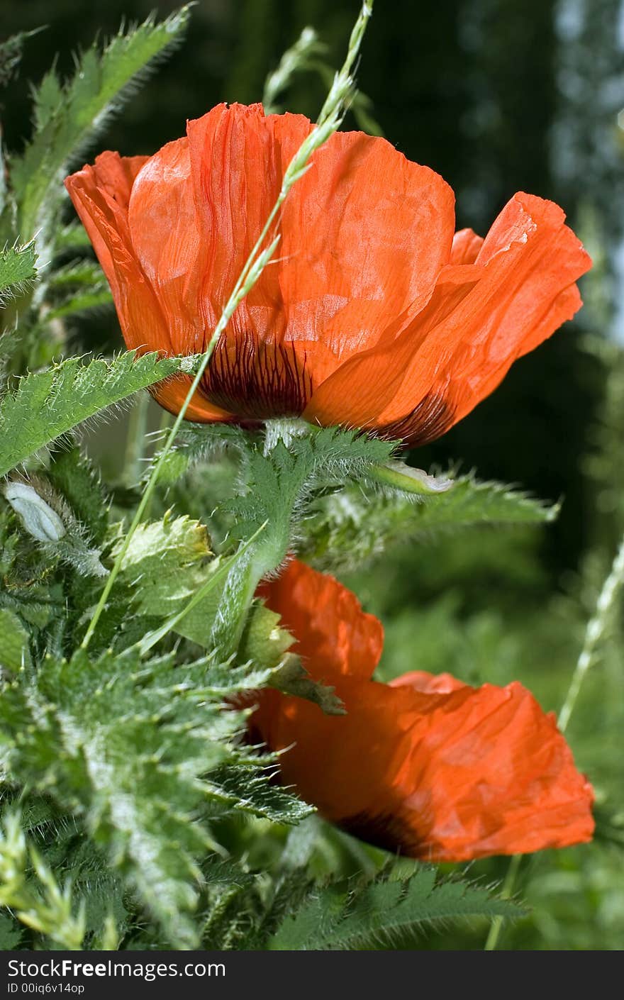 Red poppies