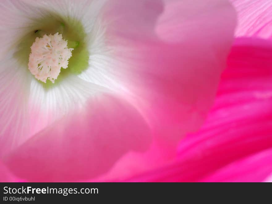 Close up of pink flower