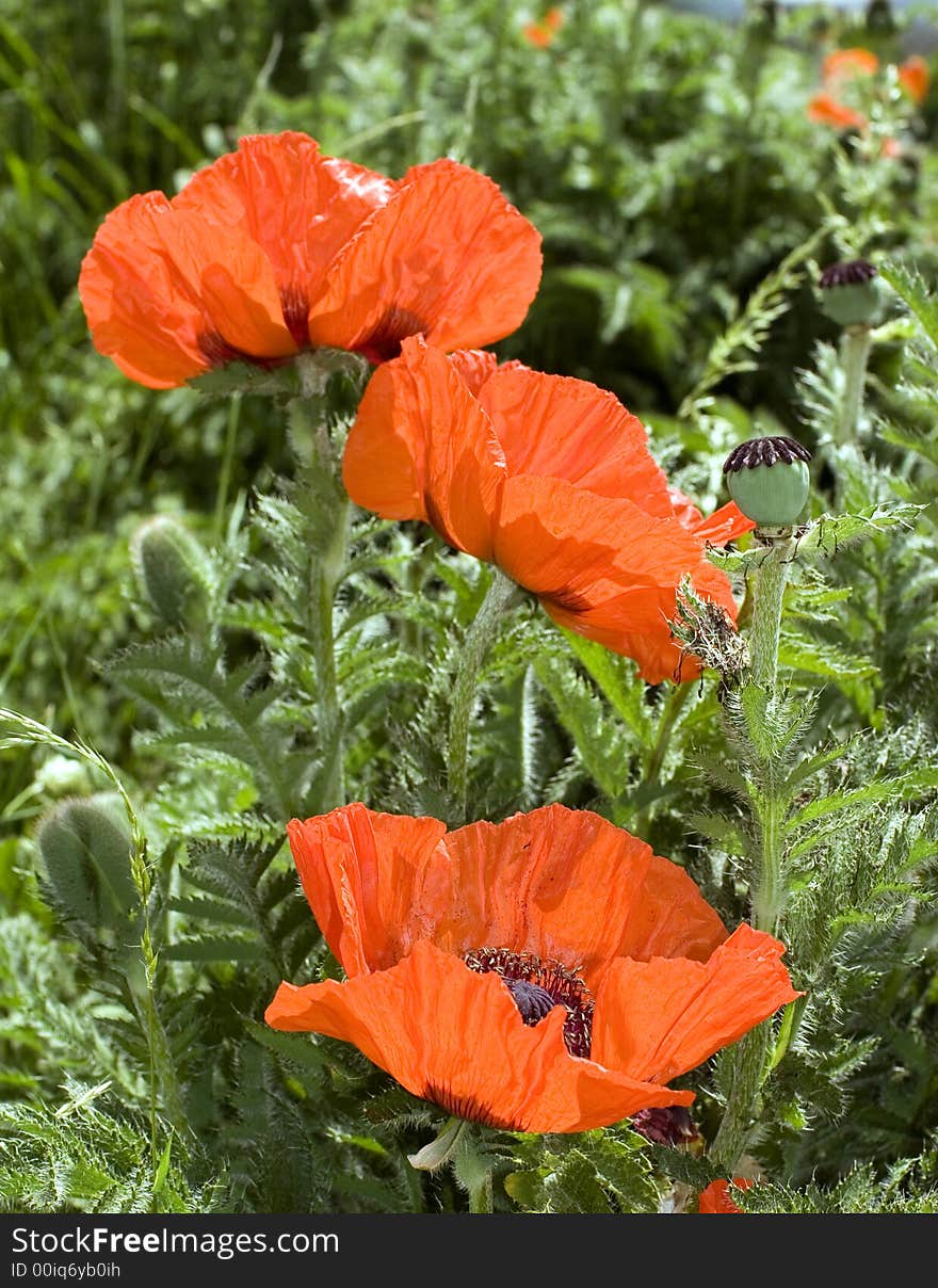 Red poppies