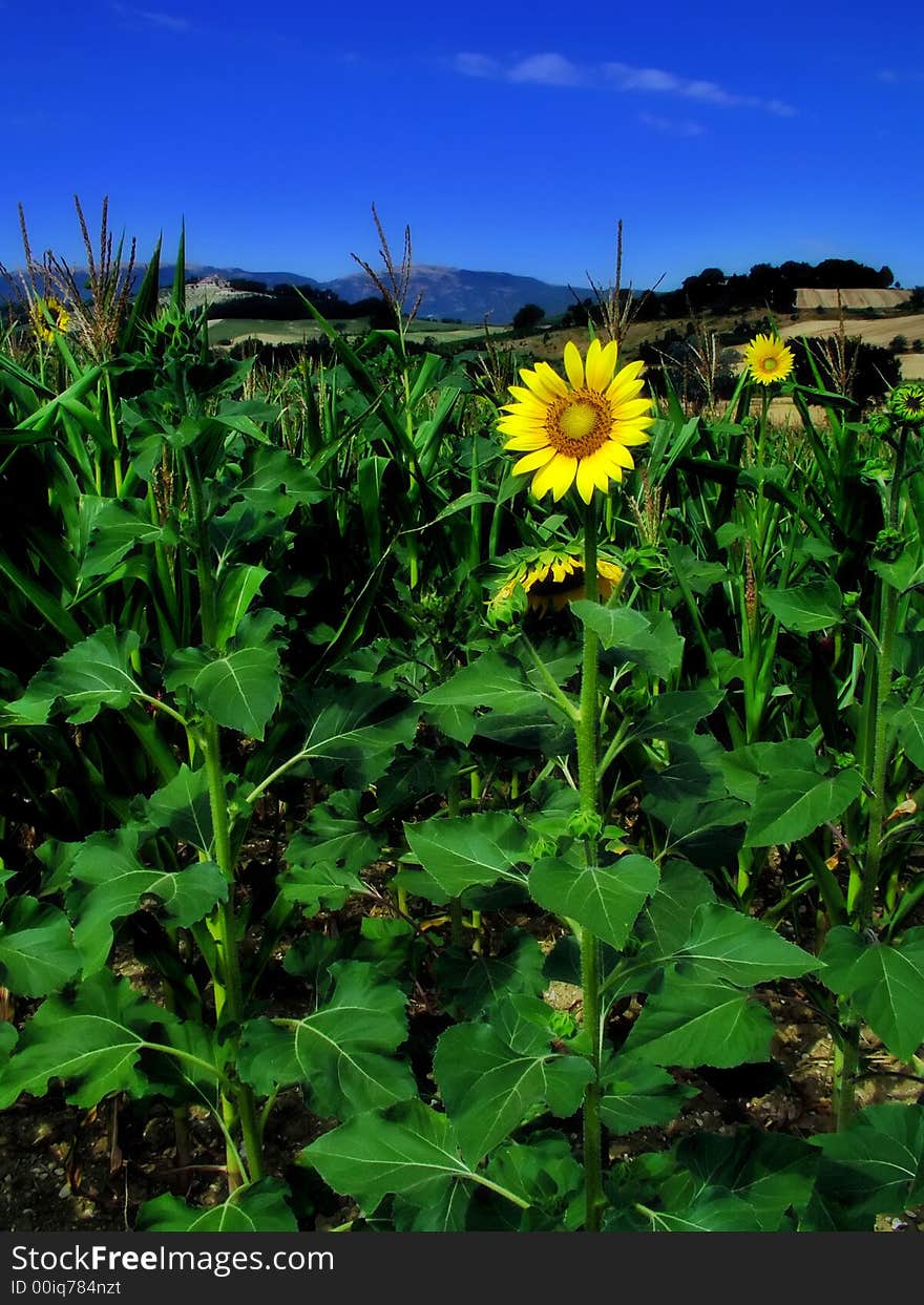 Sunflower