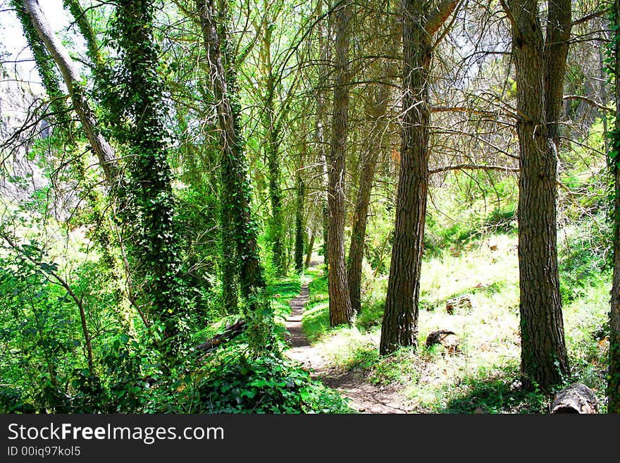 Mysterious path in the forest