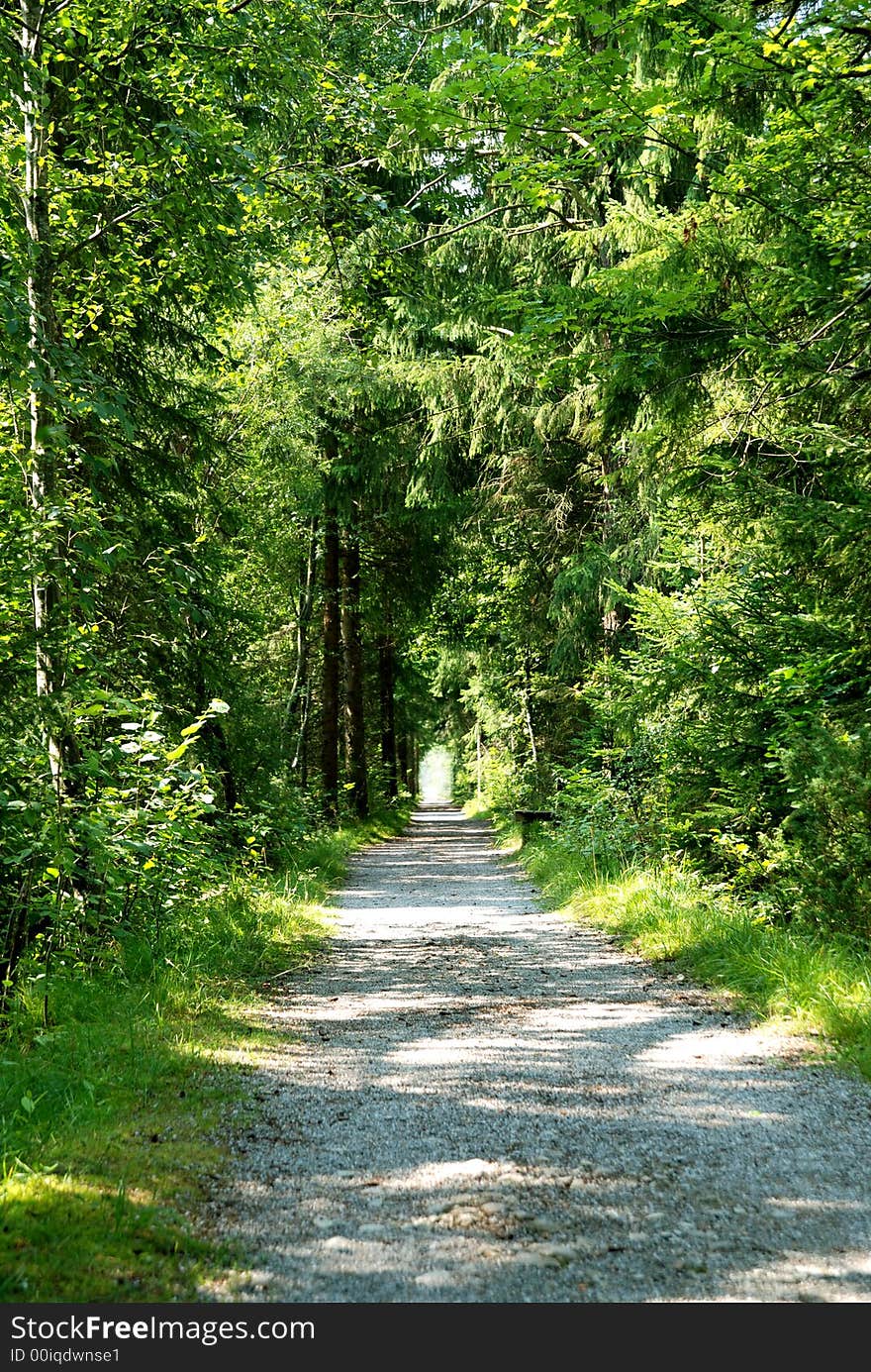 Green tunnel trough plants and trees. Green tunnel trough plants and trees