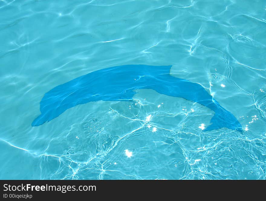 Dolphin in the blue water