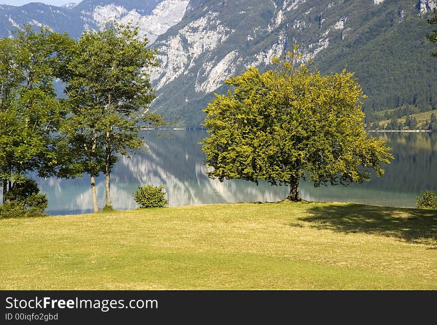 Green trees by the lake in the mountains