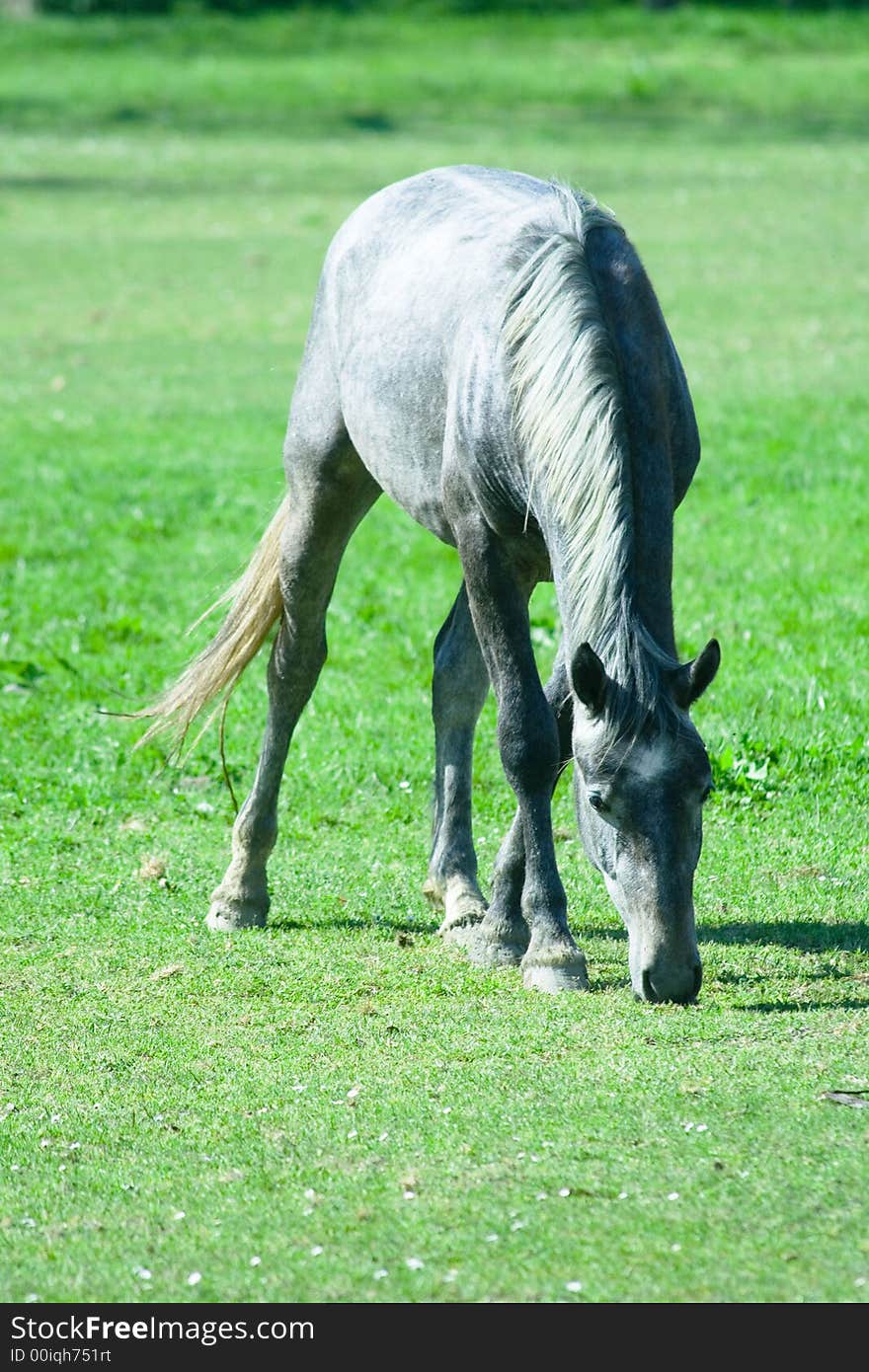 Feeding horse