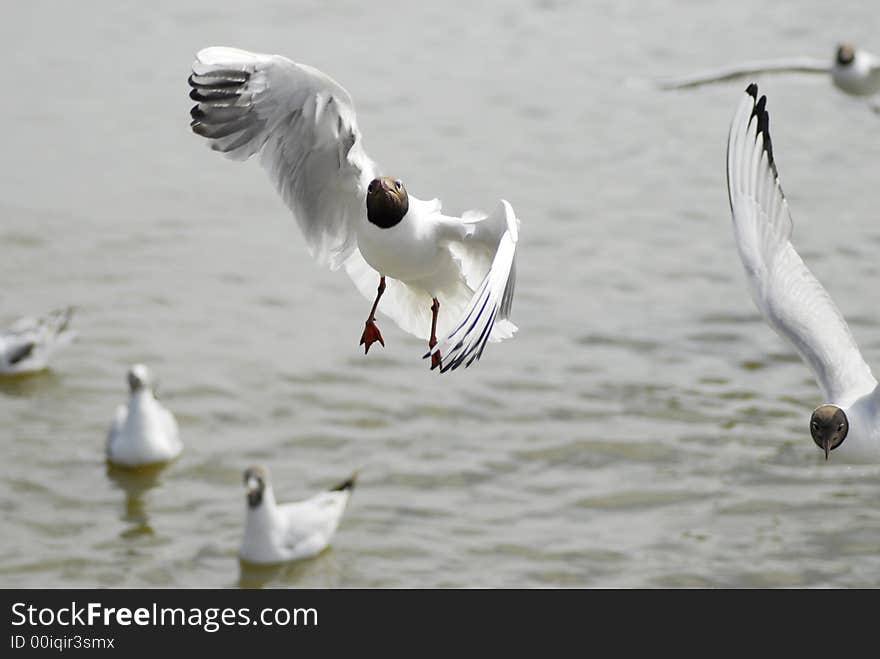 Seagull flying towards to camera