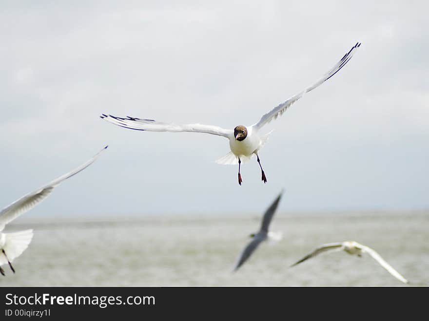 Seagull flying towards to camera