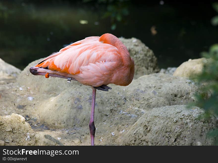 Flamingos in a zoo