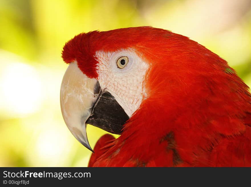 Close-up of a colorful red macaw parrot on a light background