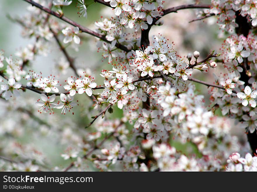 Cherry blossoms in full bloom