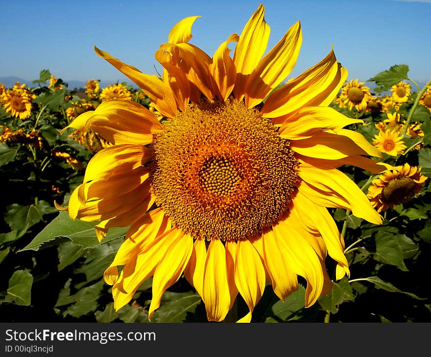 Sunflower on bright day with blue sky and field of sunflowers in the background. Sunflower on bright day with blue sky and field of sunflowers in the background.