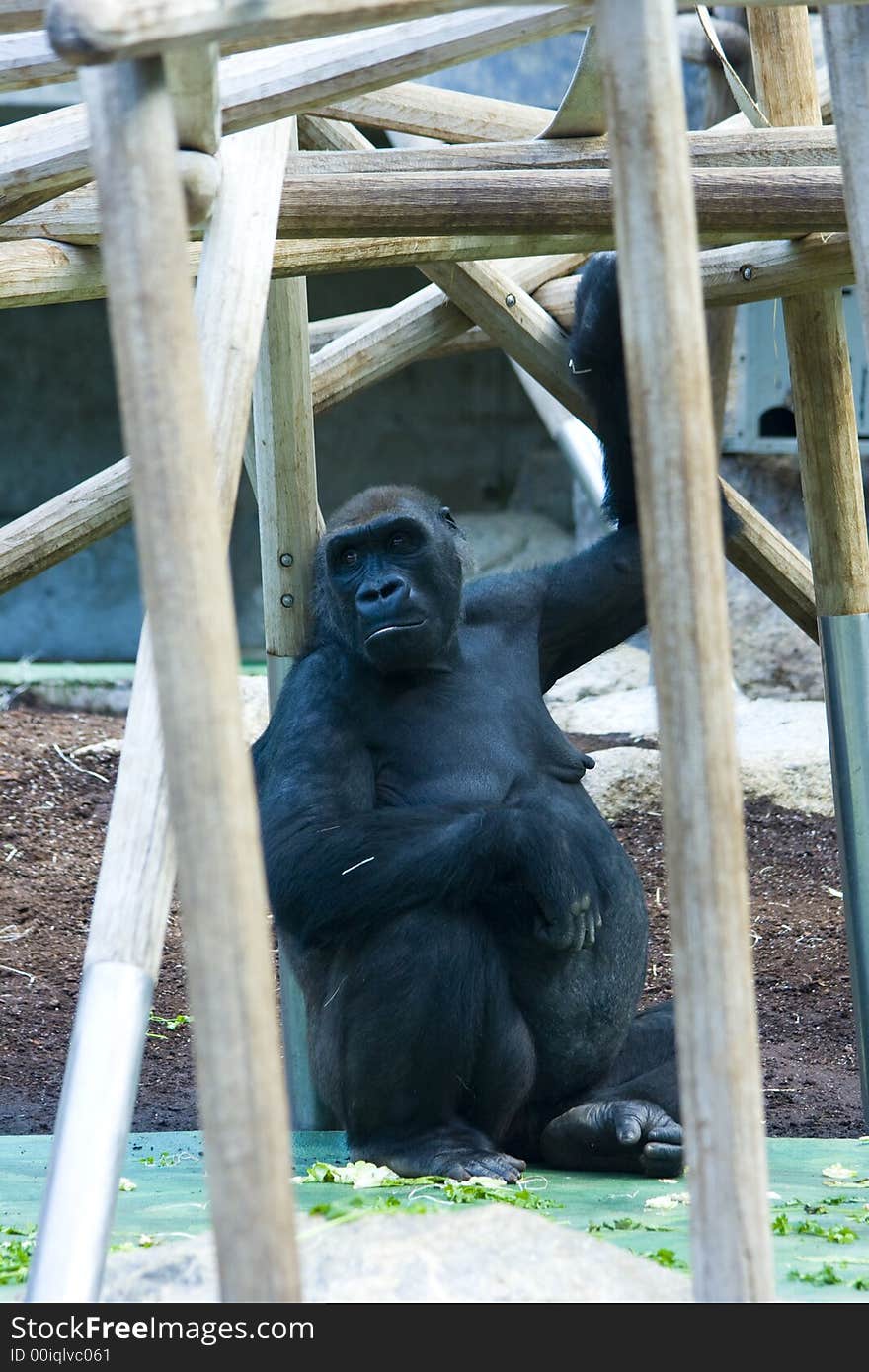 Western lowland gorilla